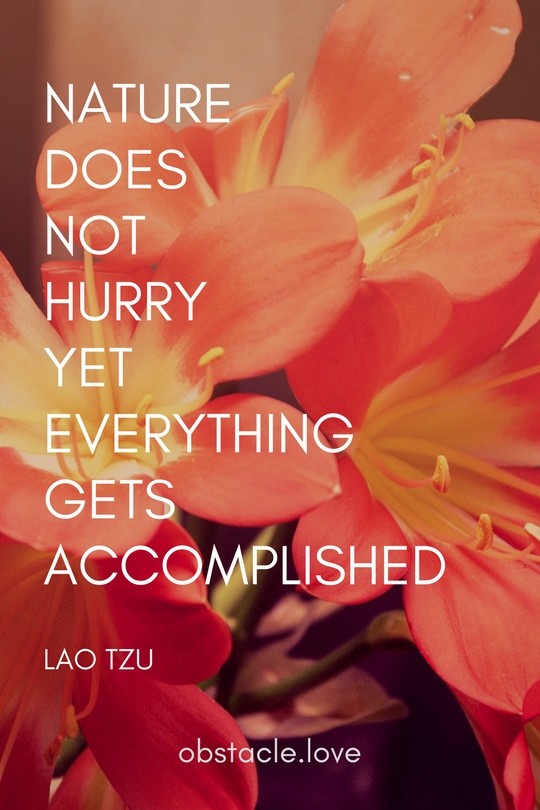 Colorful red flowers and a quote by Lao tzu on top: nature does not hurry yet everything gets accomplished.