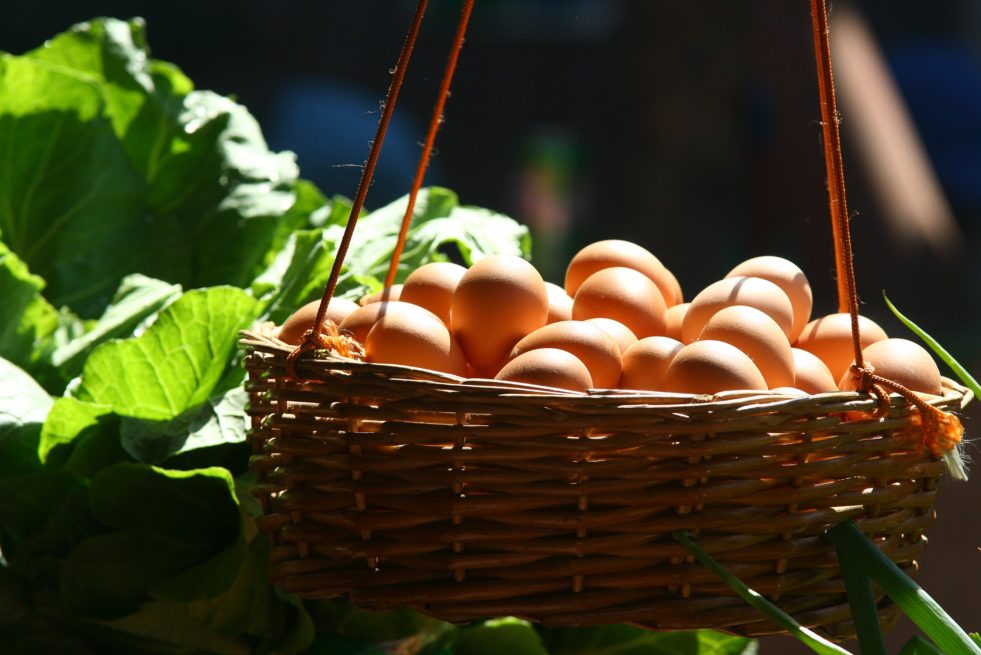 Money Eggs: Don’t Put Your Business’s All In One Basket